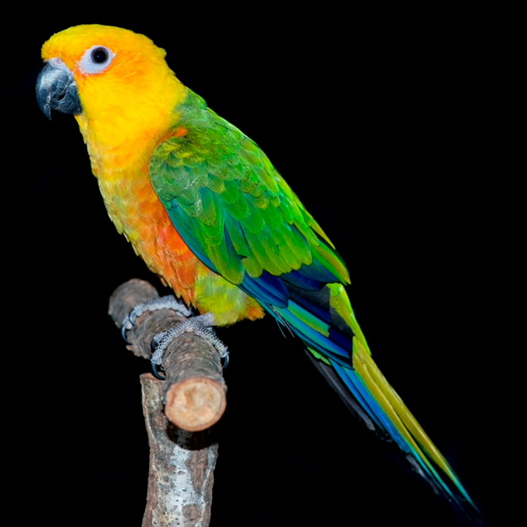 Far Away Coast | The Golden Islands