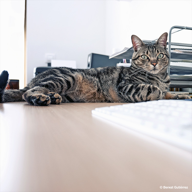 Baloo dice que toca ya un kit-kat...