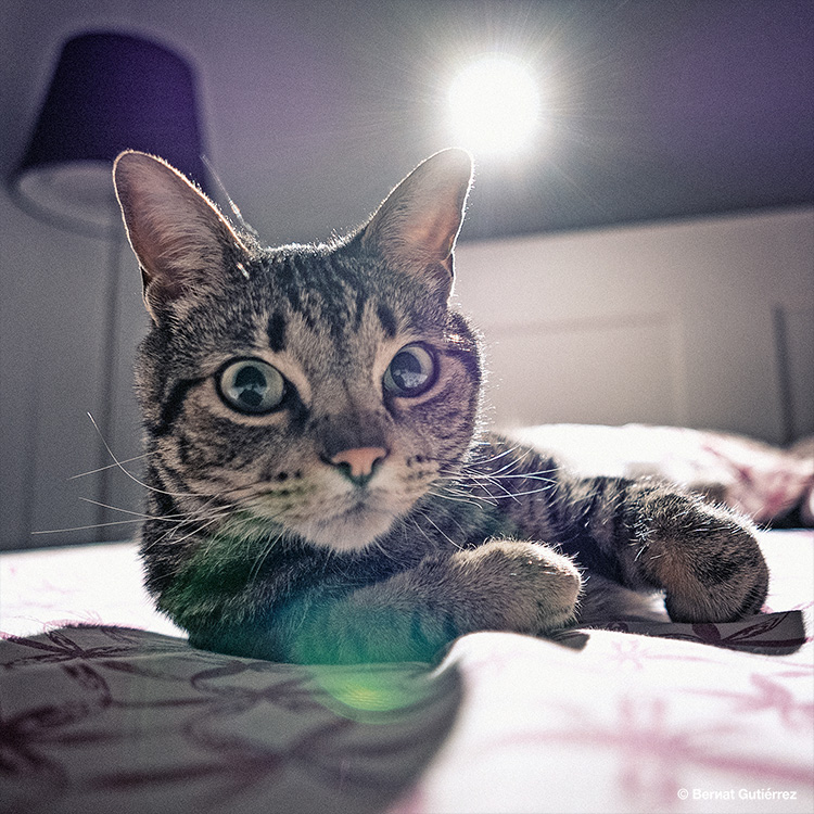 Hasta la hora de irnos a dormir, la cama es propiedad de Baloo... Luego ya, si tal...