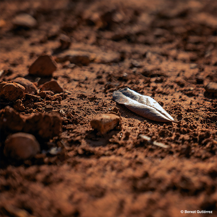 41 grados. Tierra seca. Verano.