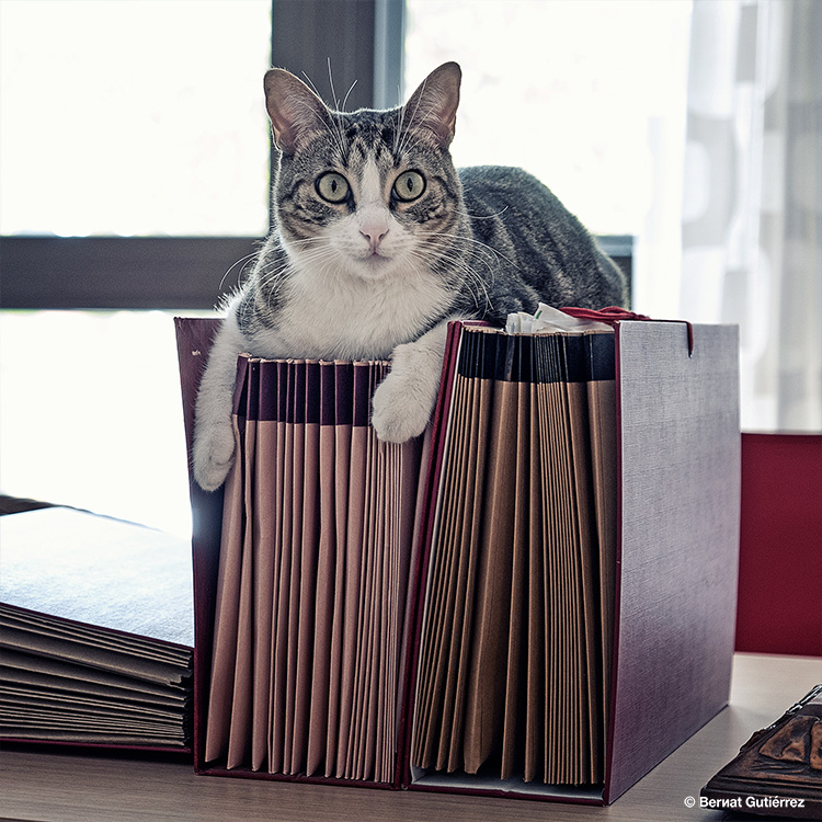 Cosas de convivir con gatunos. Estás tan tranquilo a lo tuyo, te giras, y ¡zas!, te encuentras a uno mirándote, y te preguntas ¿qué coño hace ahí y cuanto tiempo lleva observándome?