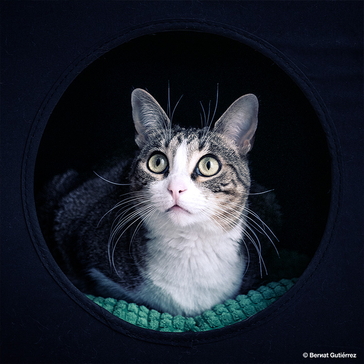 Compramos estas gateras para la estantería del salón hace 6 meses. Durante este tiempo han pasado de ellas olímpicamente hasta que un día, sin venir a cuento, les da por usarlas. Cosas de gatos...