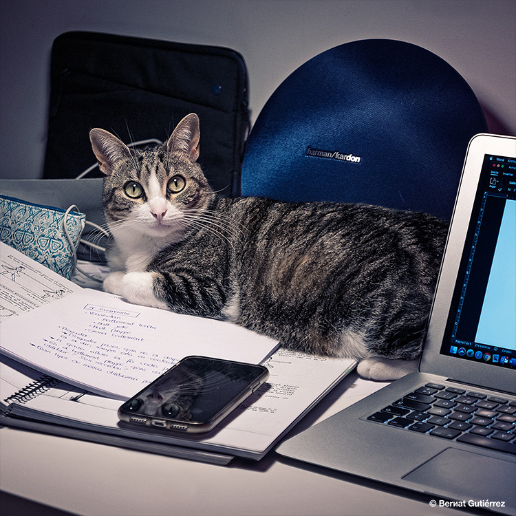 Teletrabajar con gatos cerca implica cierta ‘pugna’ por la ocupación del territorio...