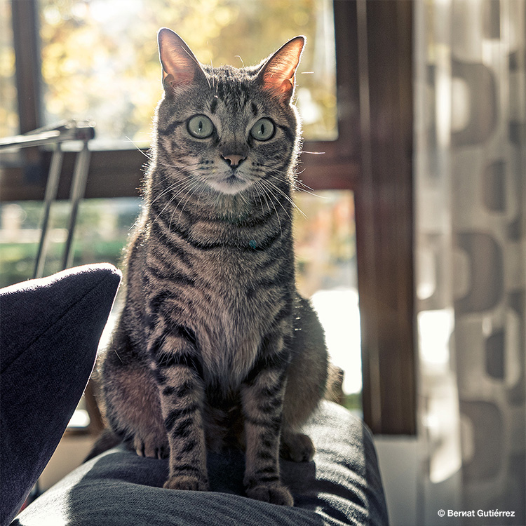 Baloo dándose un baño de luz otoñal.