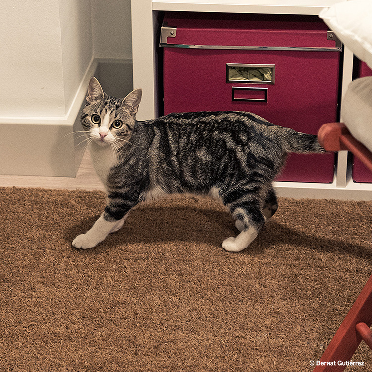 Os presento al nuevo miembro de la familia. Se llama Bimba.