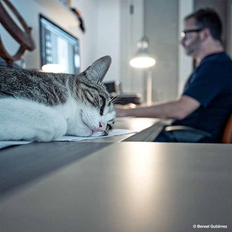 Calma chicha (y gatuna) en el estudio...